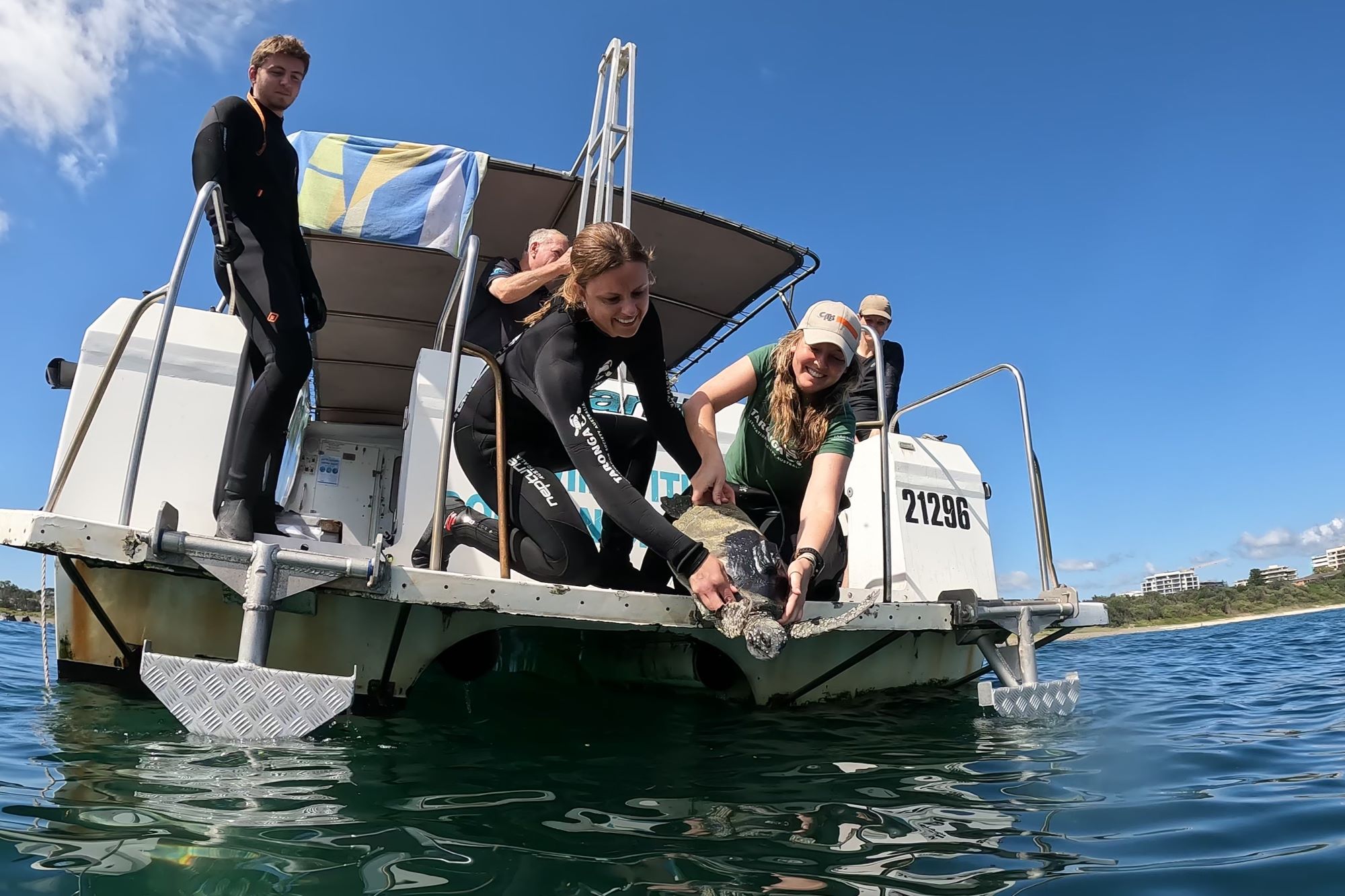 Taronga Conservation Biologist Dr Jo Day and Conservation Officer Dr Phoebe Meagher release a tagged green turtle off the back of boat